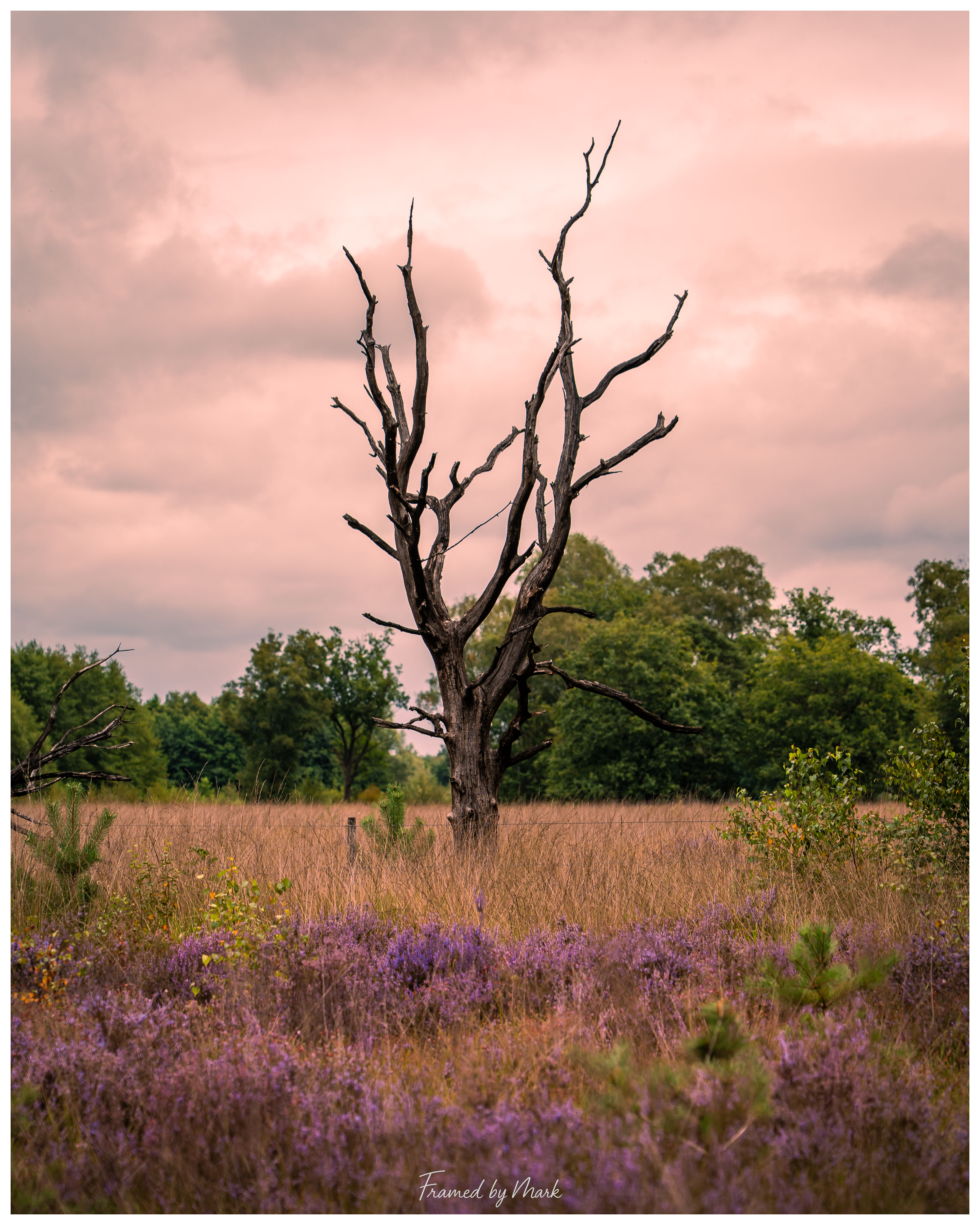 A dead tree with heathflowers.