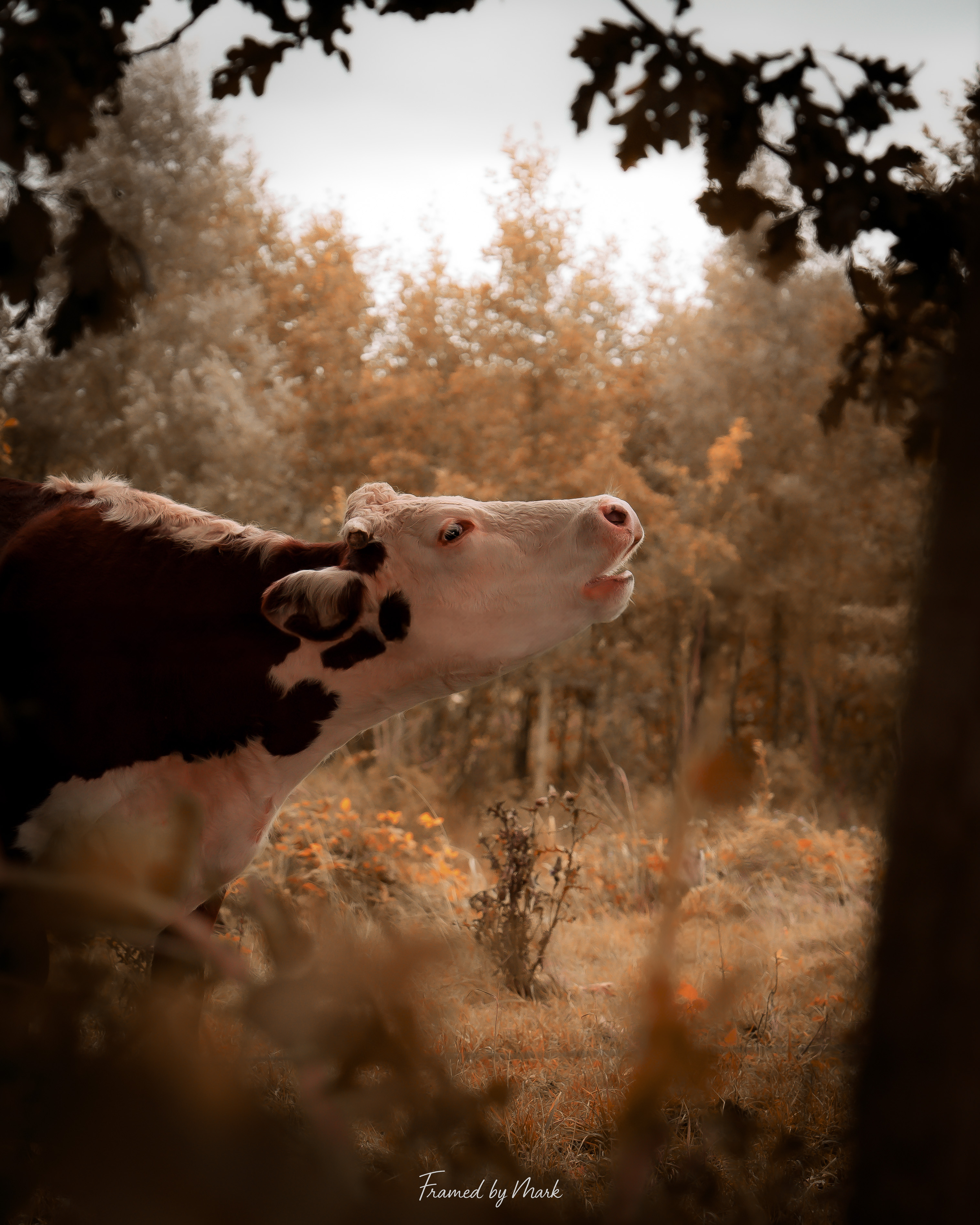 Autumn Call
