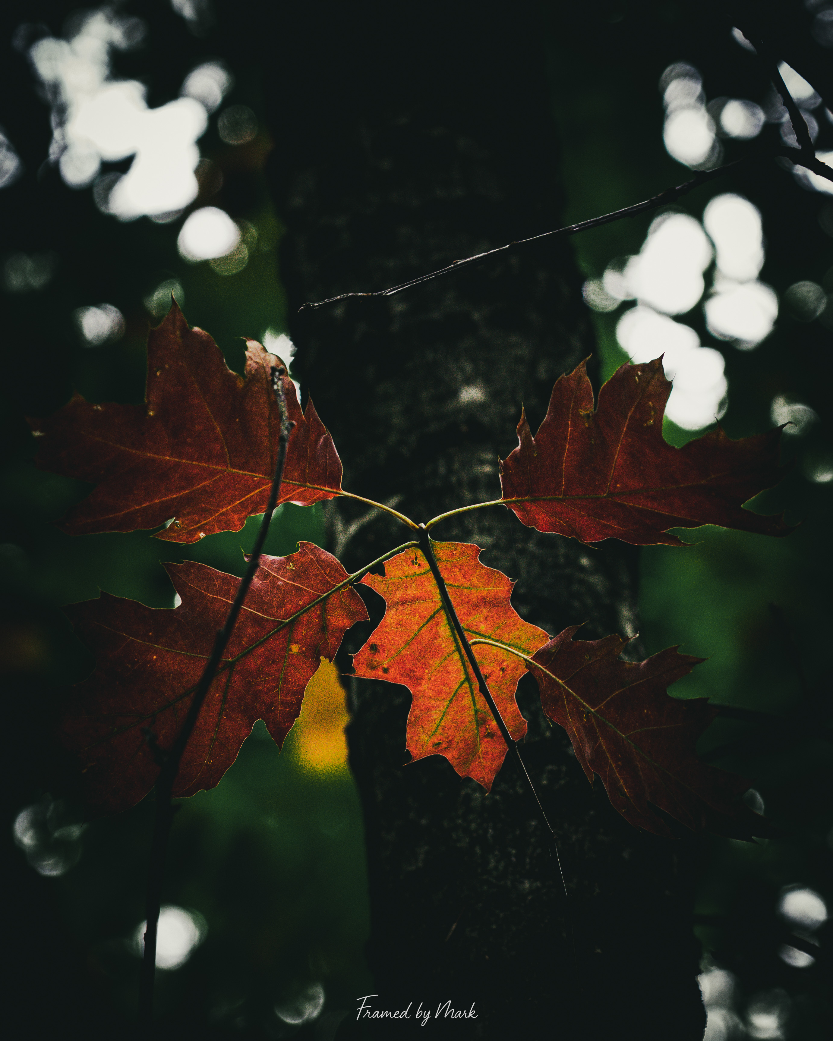 Fiery Foliage