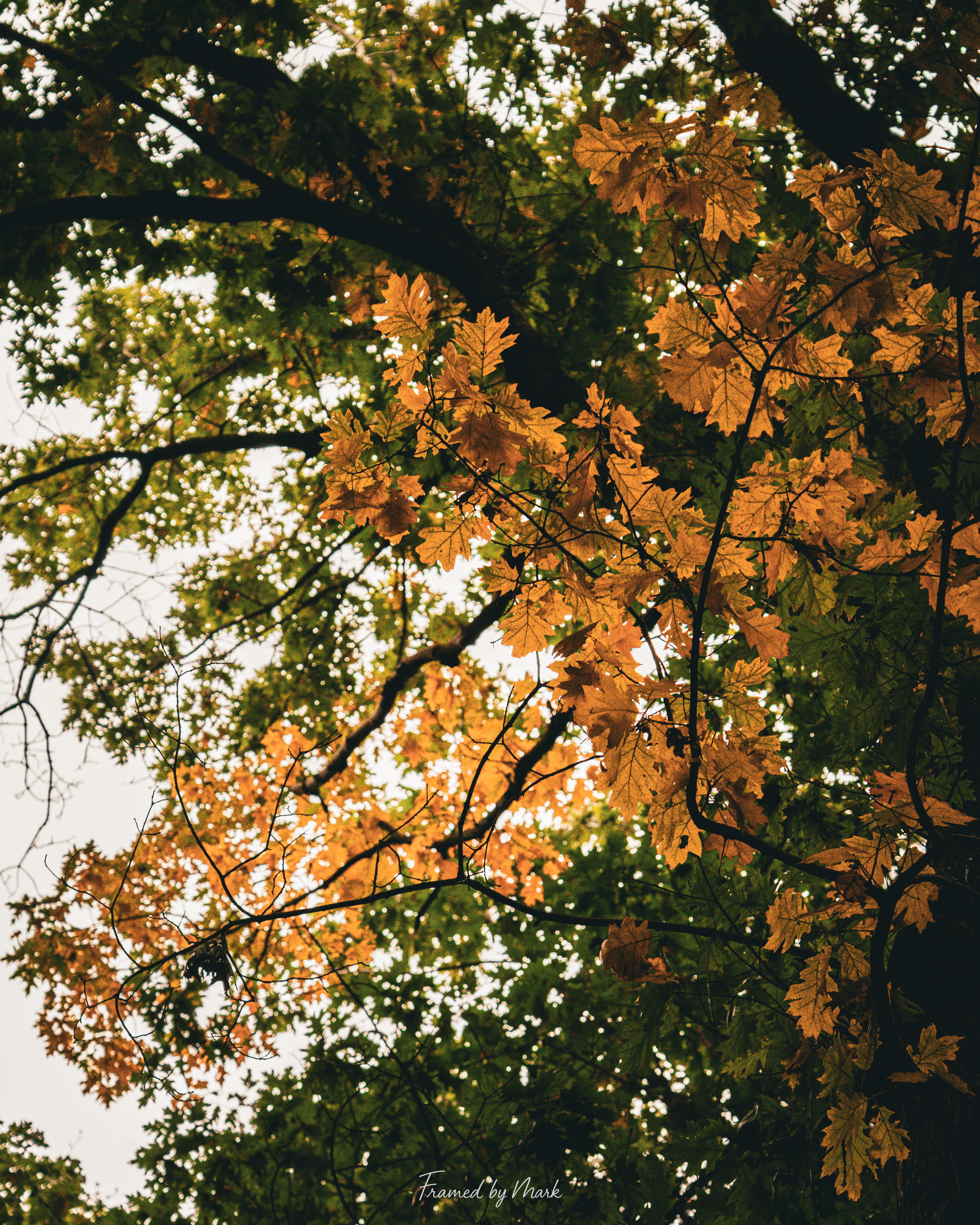 Leaves of Light