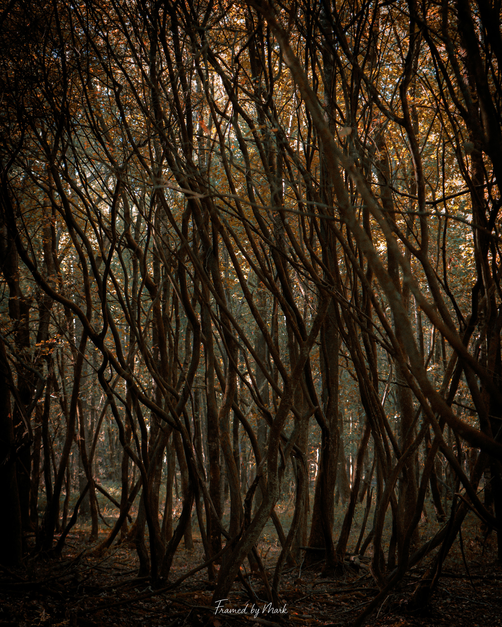 Crossroads of Autumn