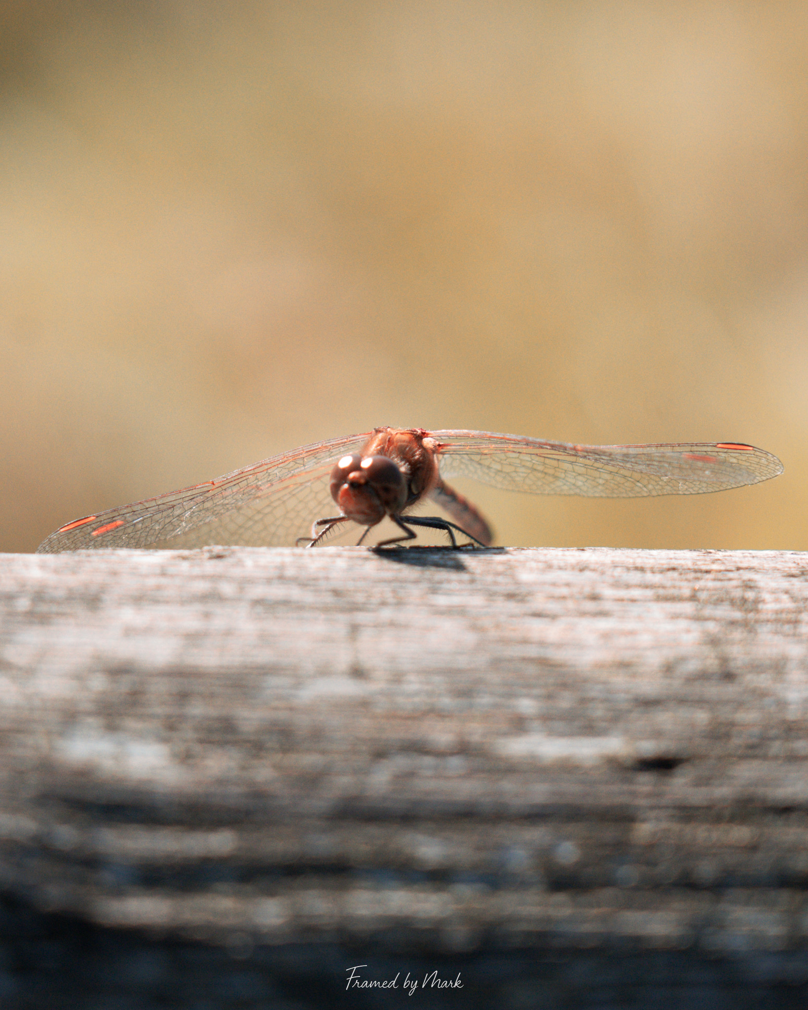 Wings at Rest