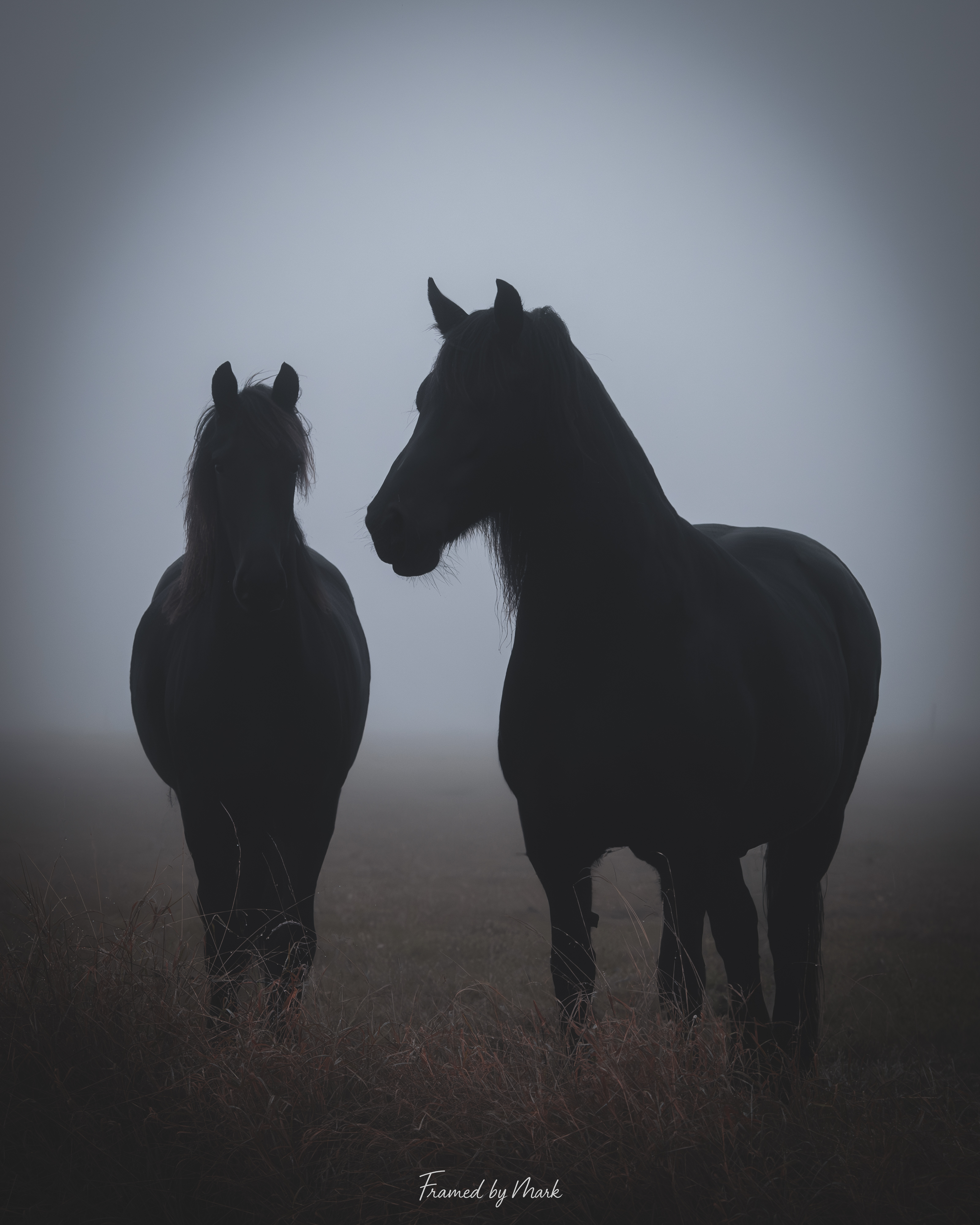 Silent Dawn Riders