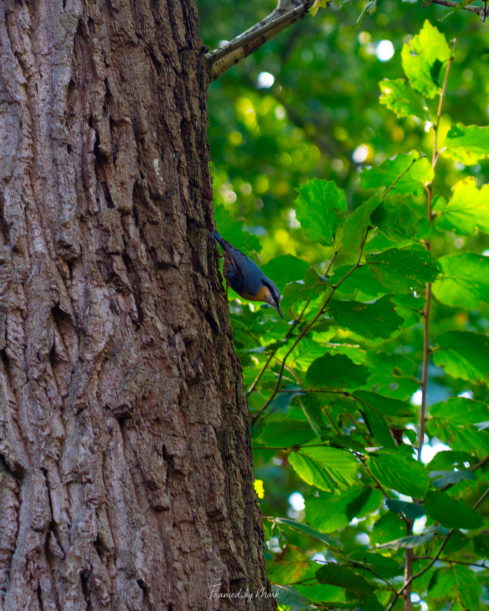 The Tiny Acrobat