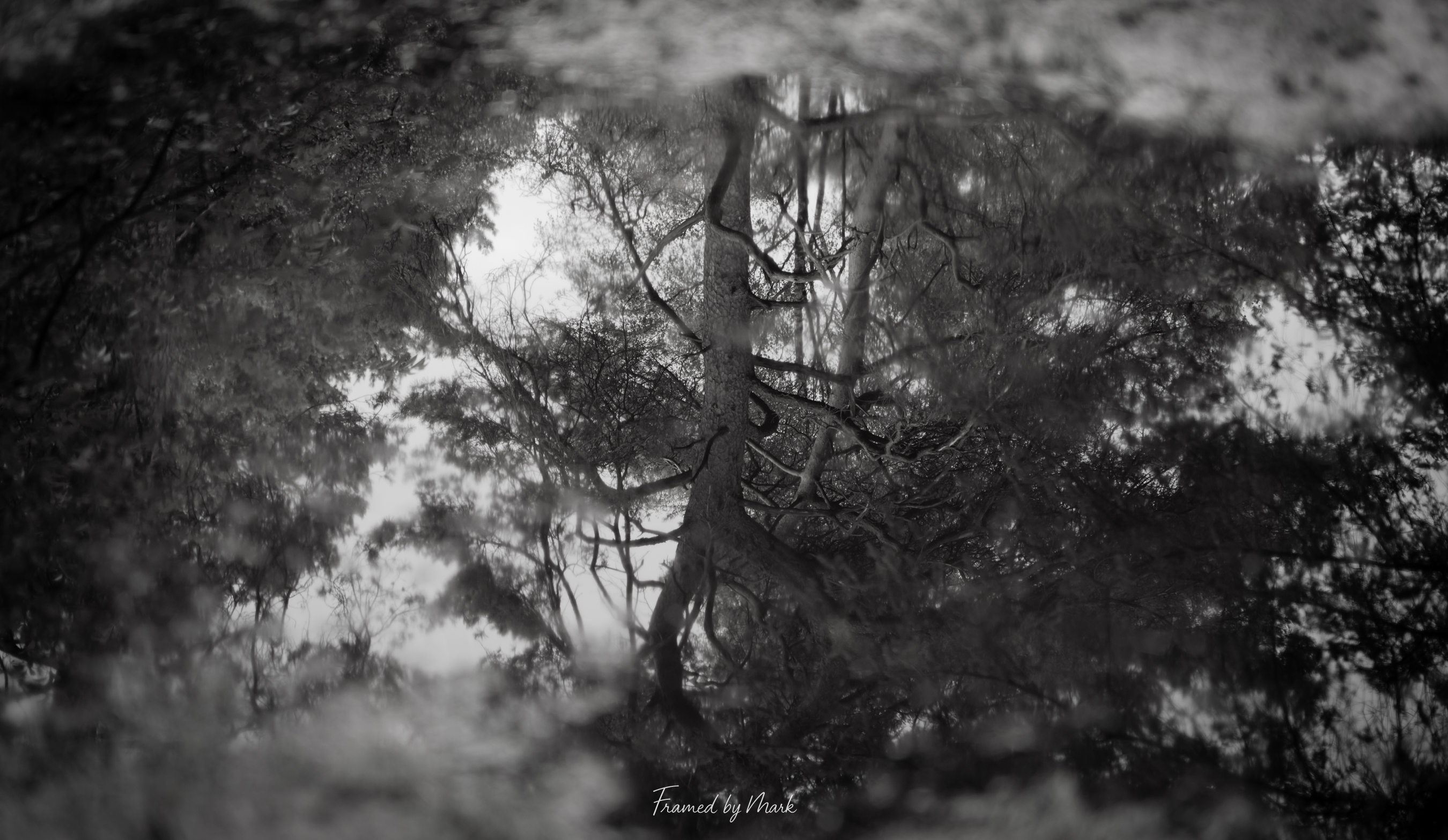 Reflections of Silence