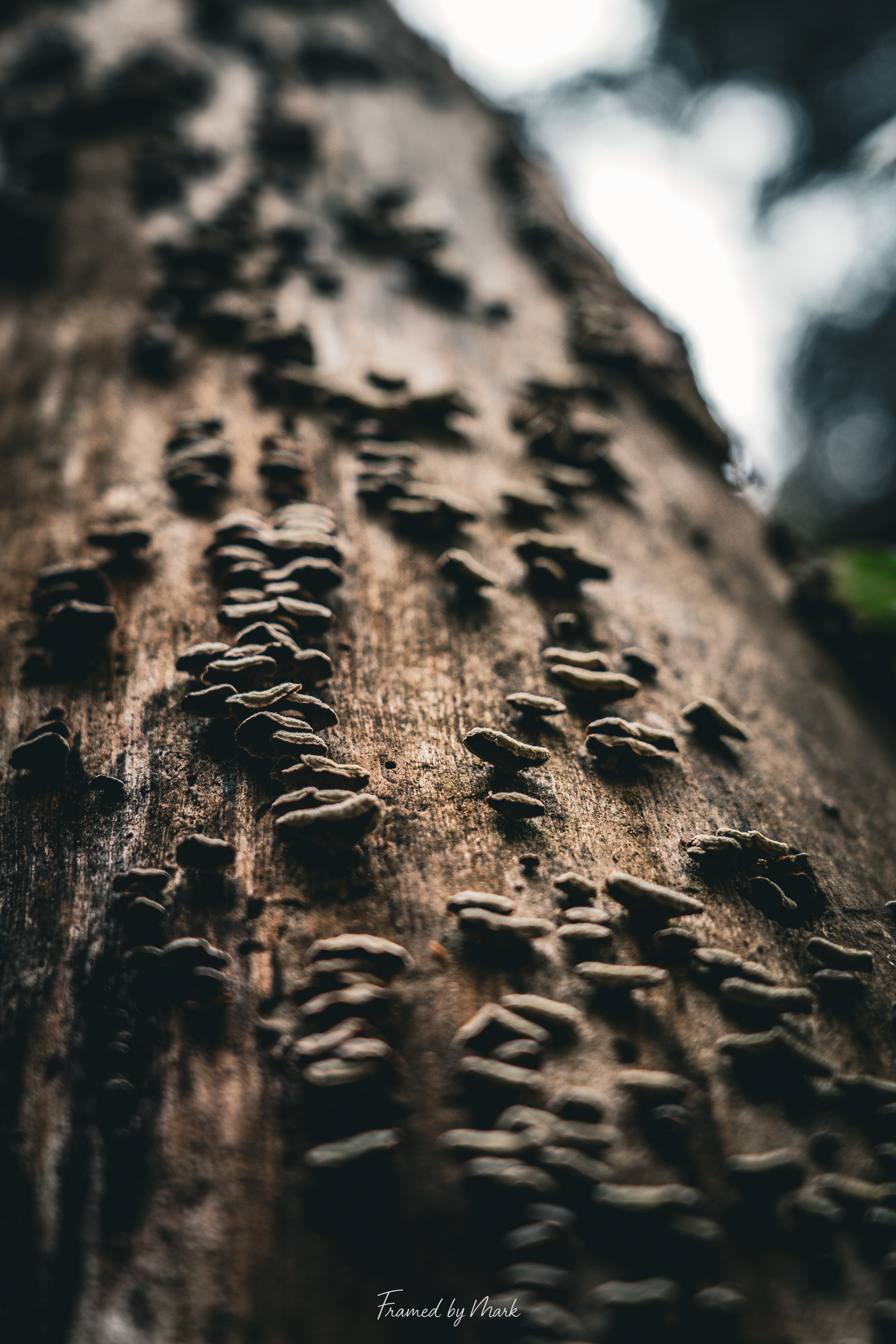 Life on the Bark