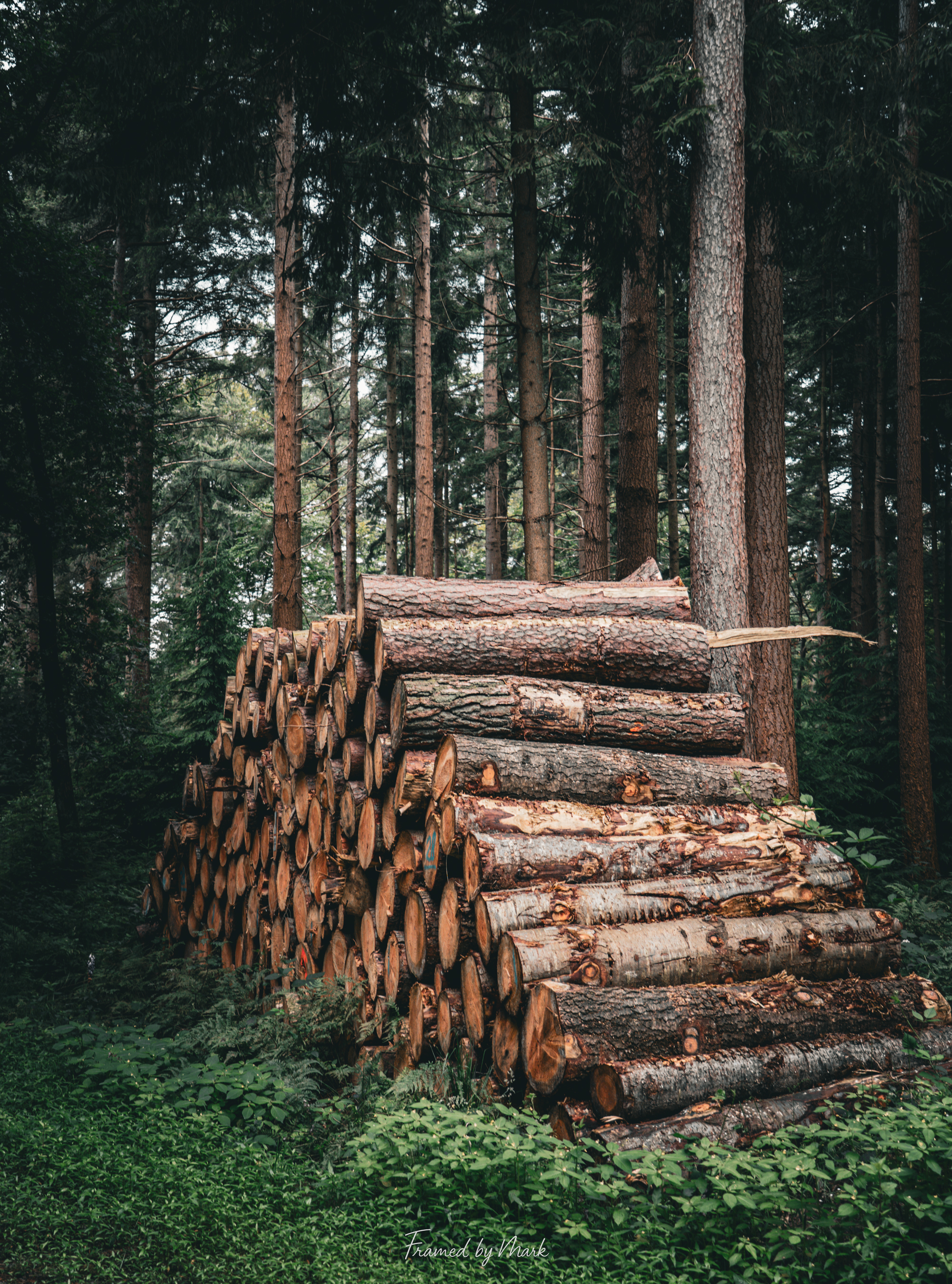 Stacked Stories of the Forest
