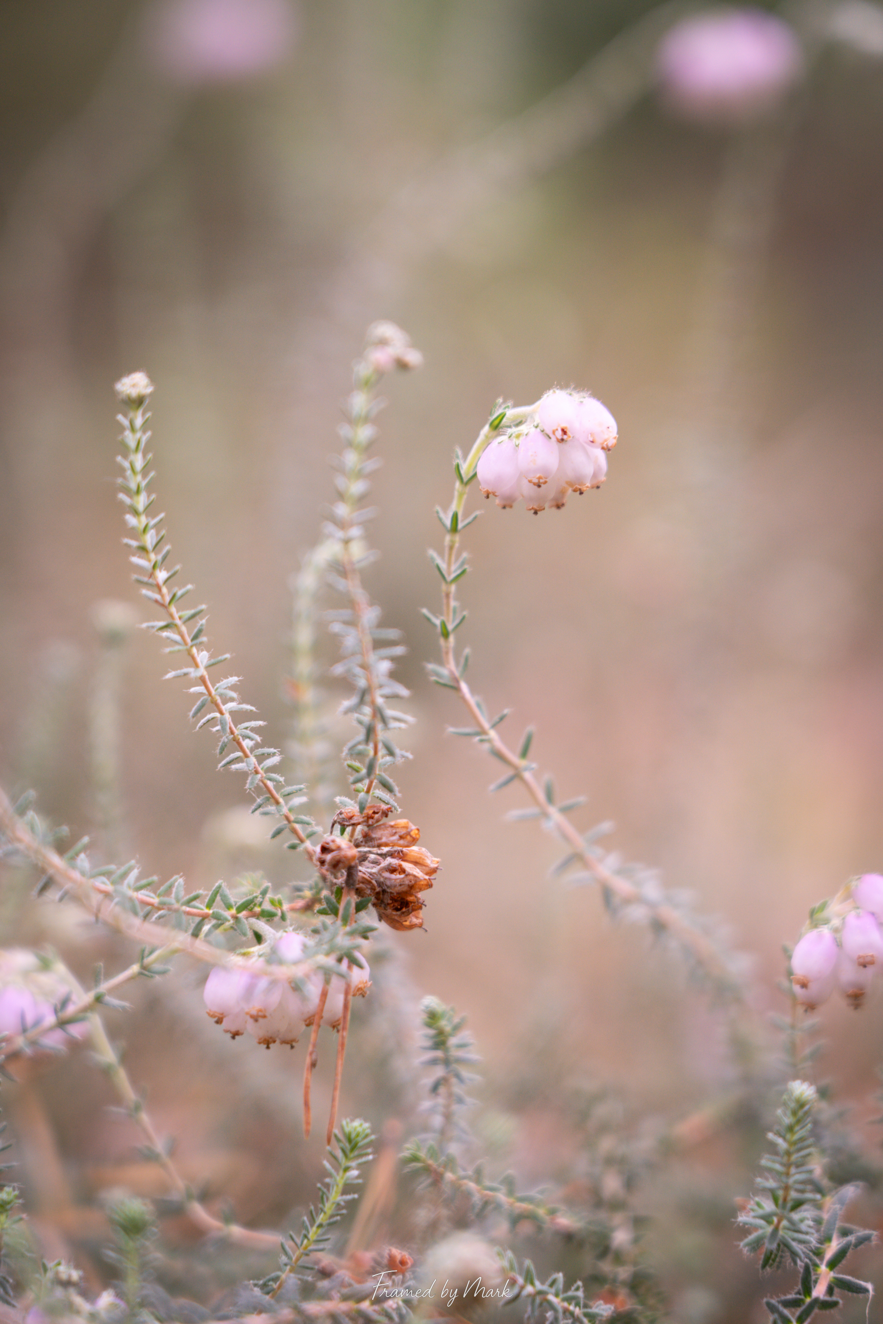 Warmth in Bloom