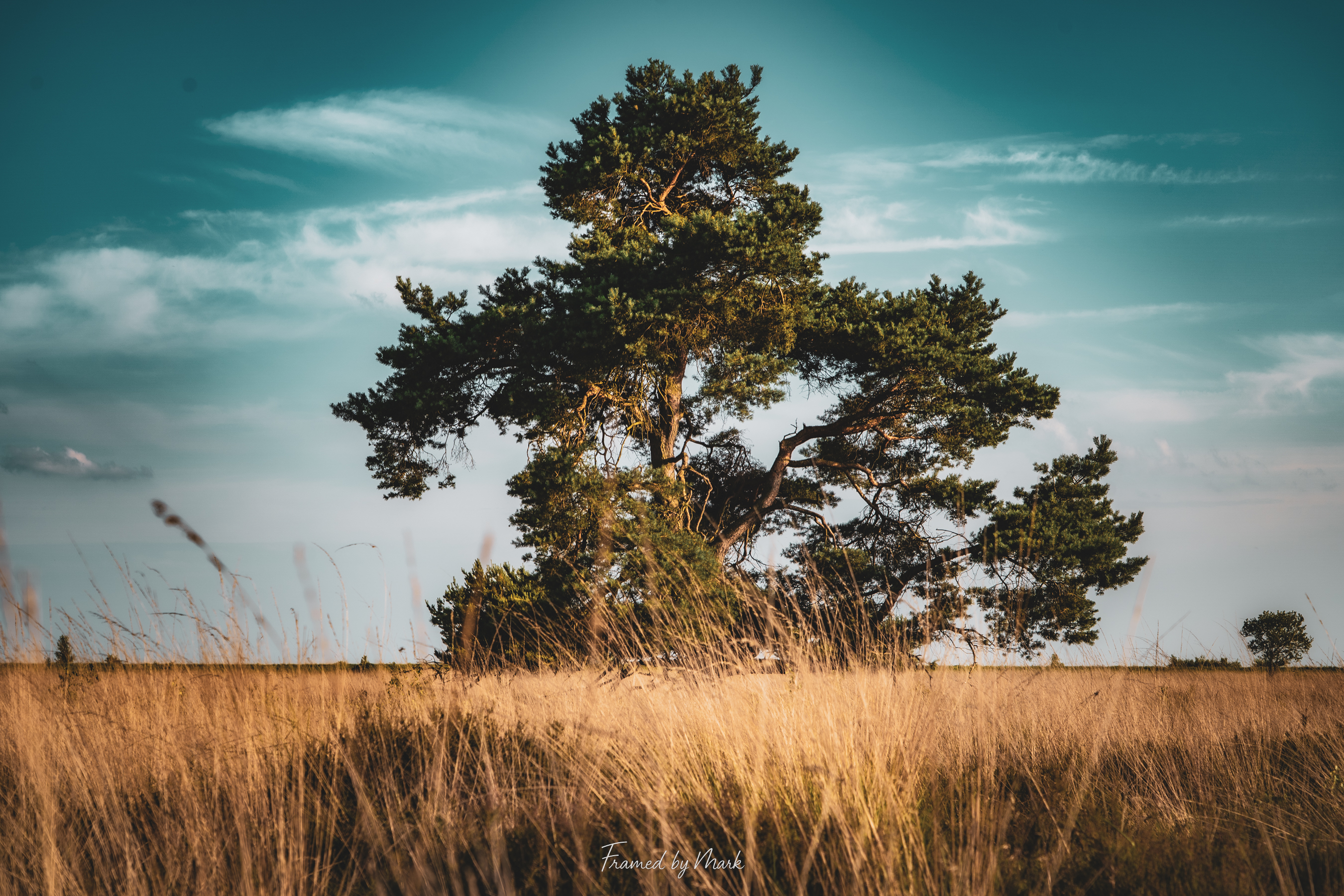 Whispers of the Golden Hour
