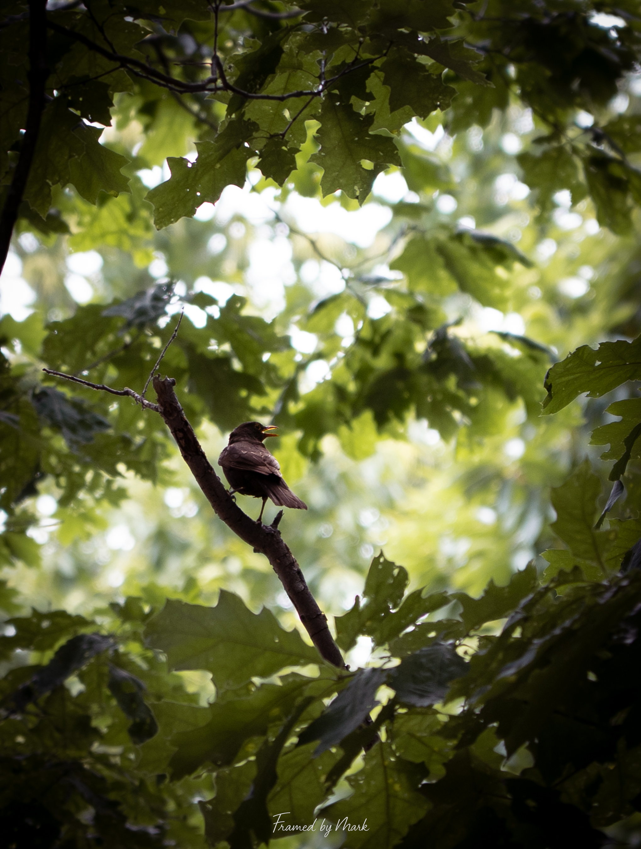 Melody Among Leaves