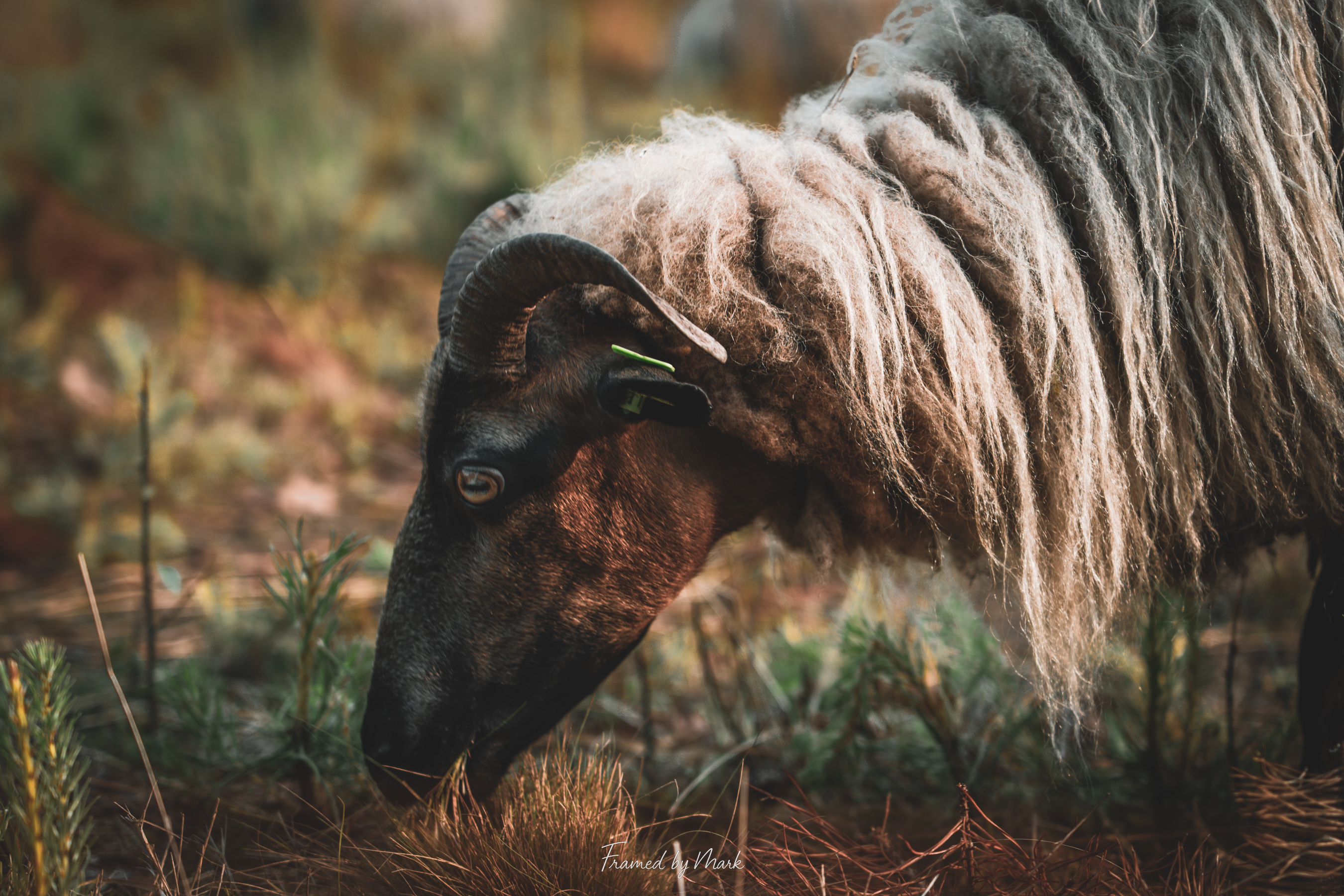 Quiet Grazing