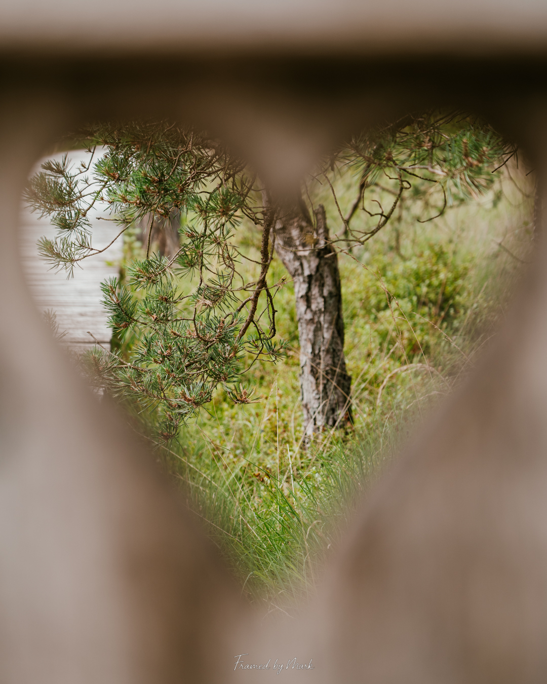 Love Grows Here