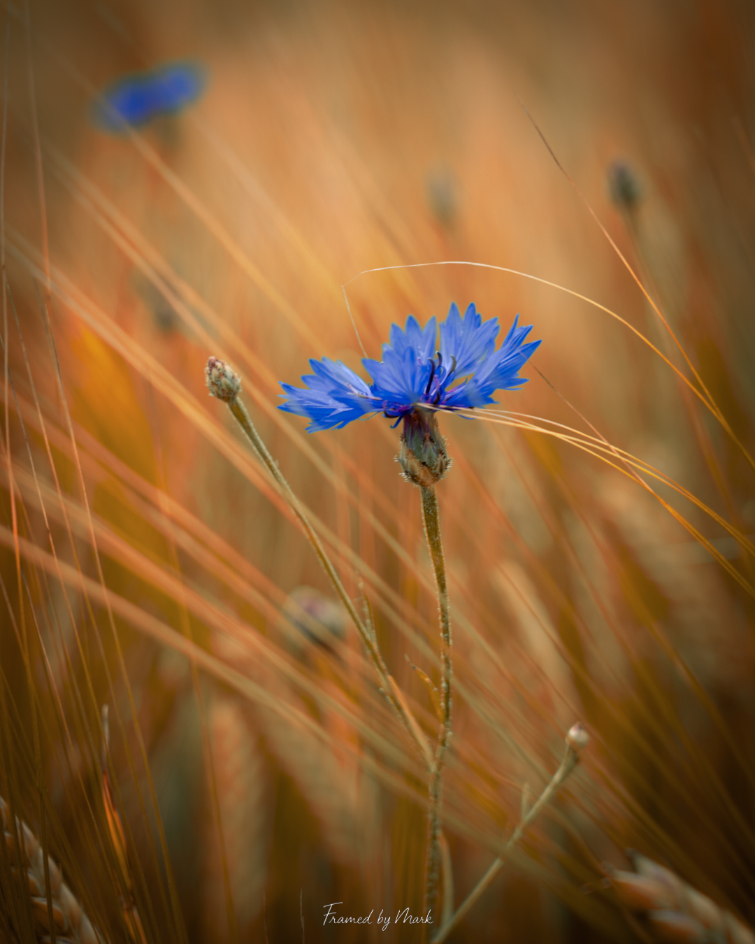 Golden Hour Bloom