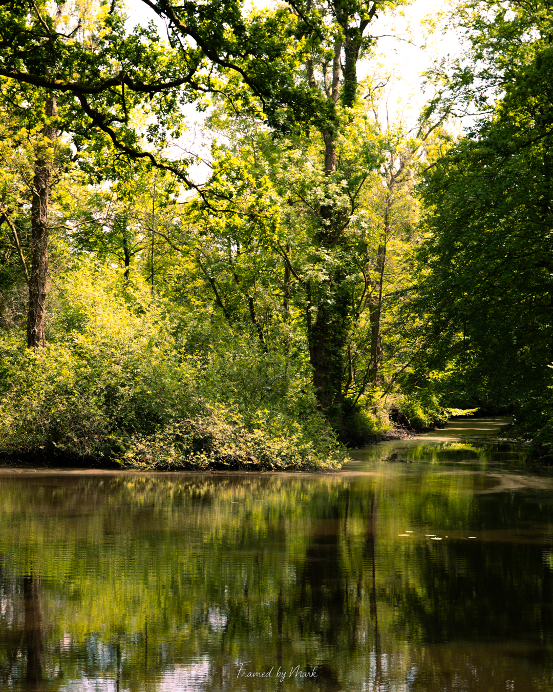 Nature’s Reflection