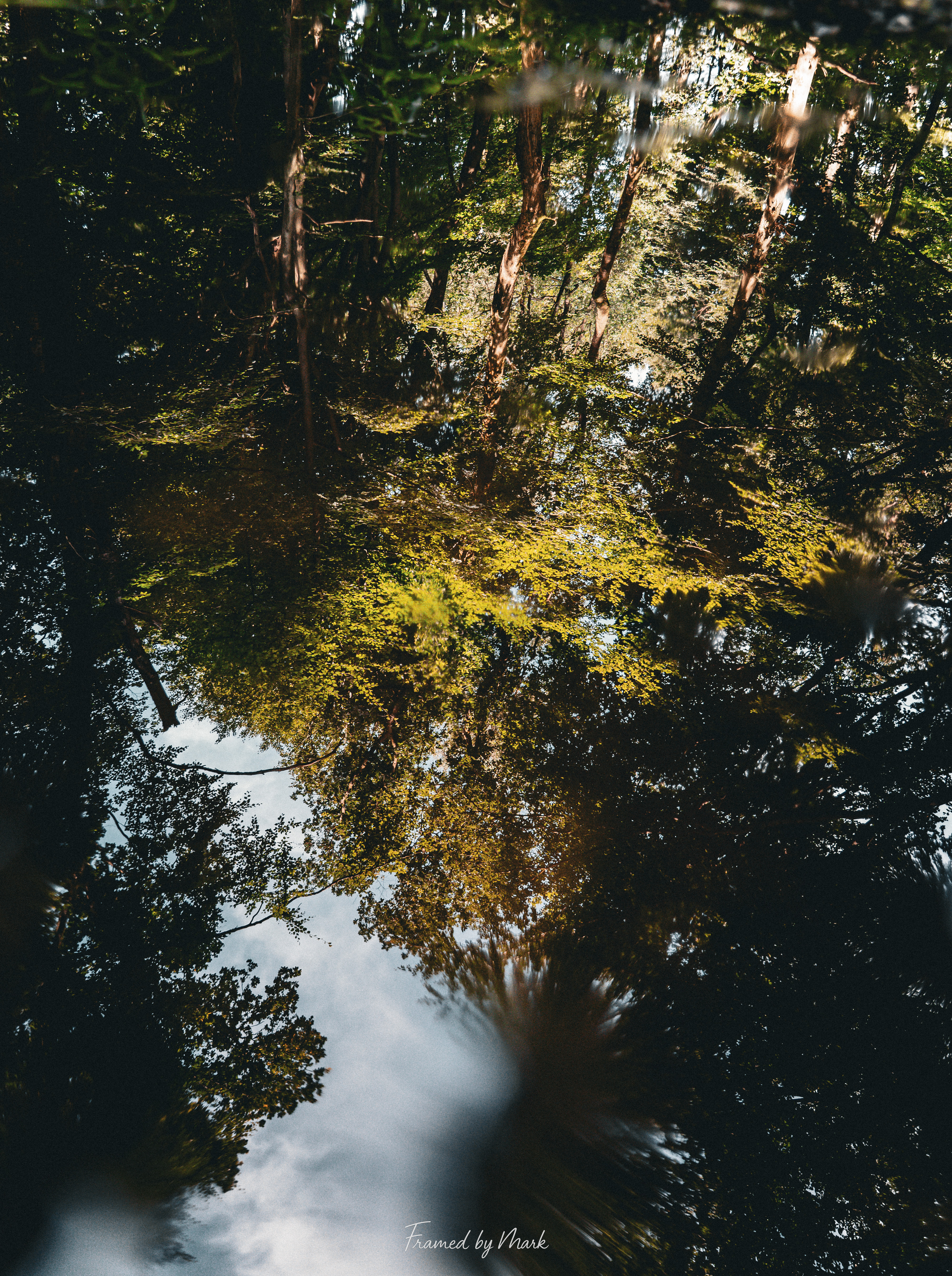 Forest Reflections