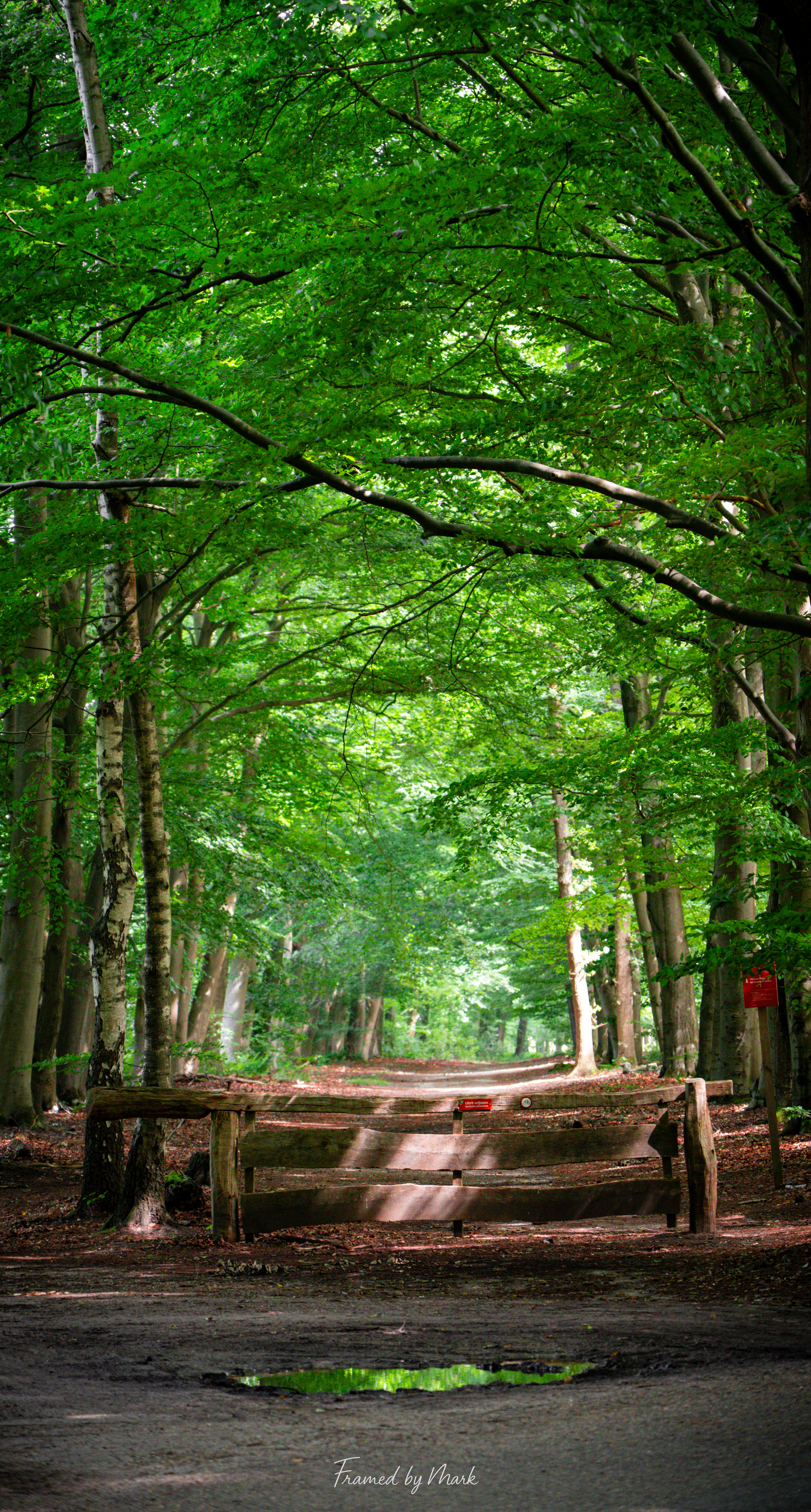 Tree Tunnel