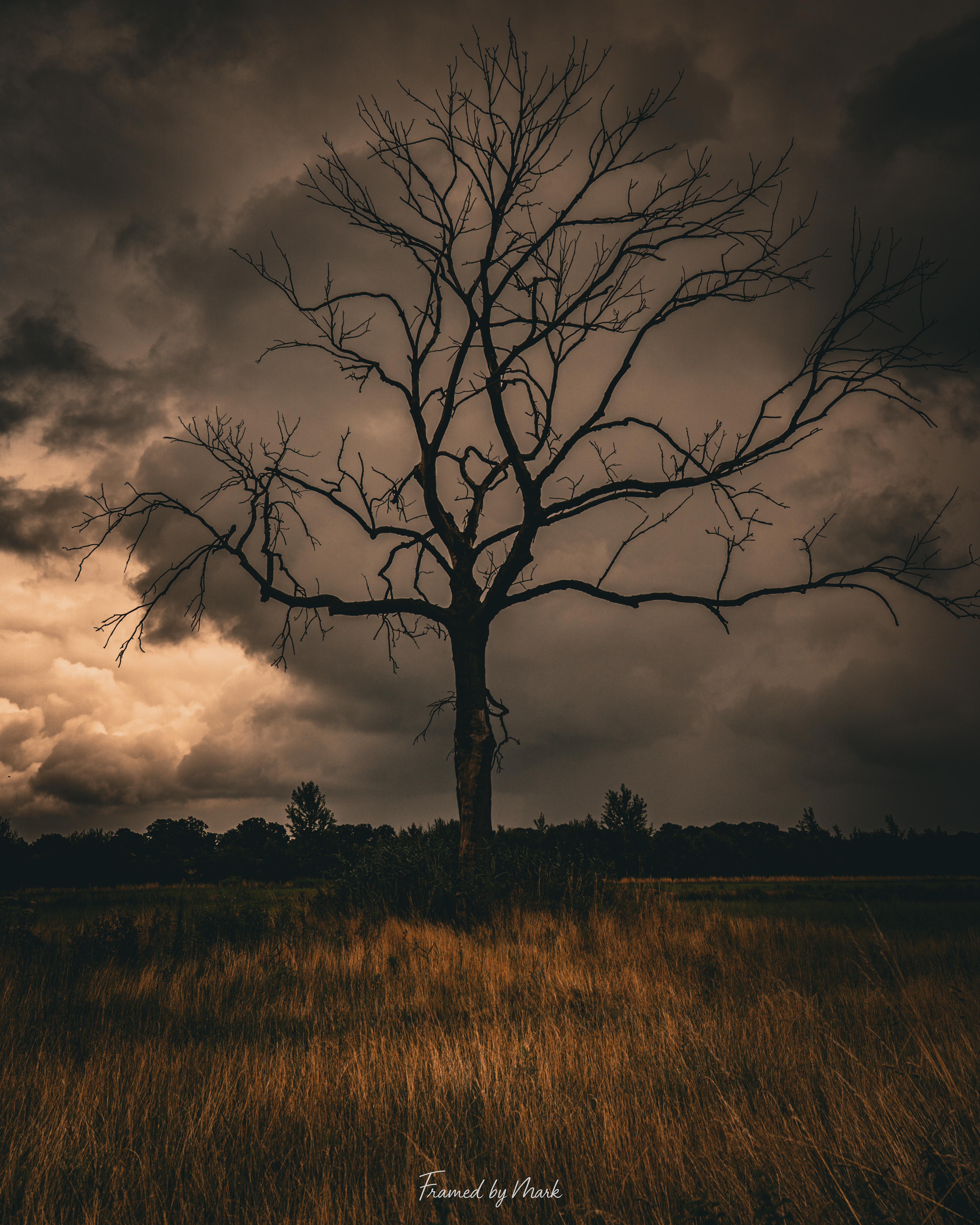 Omnious Tree 
