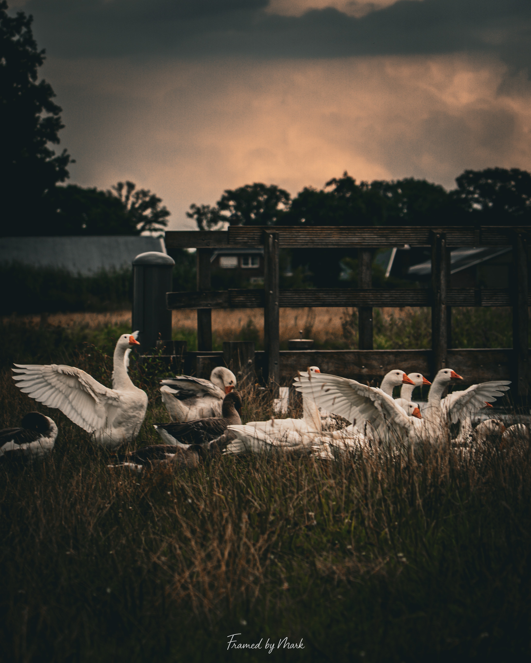 Goose