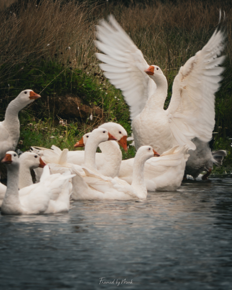 Goose
