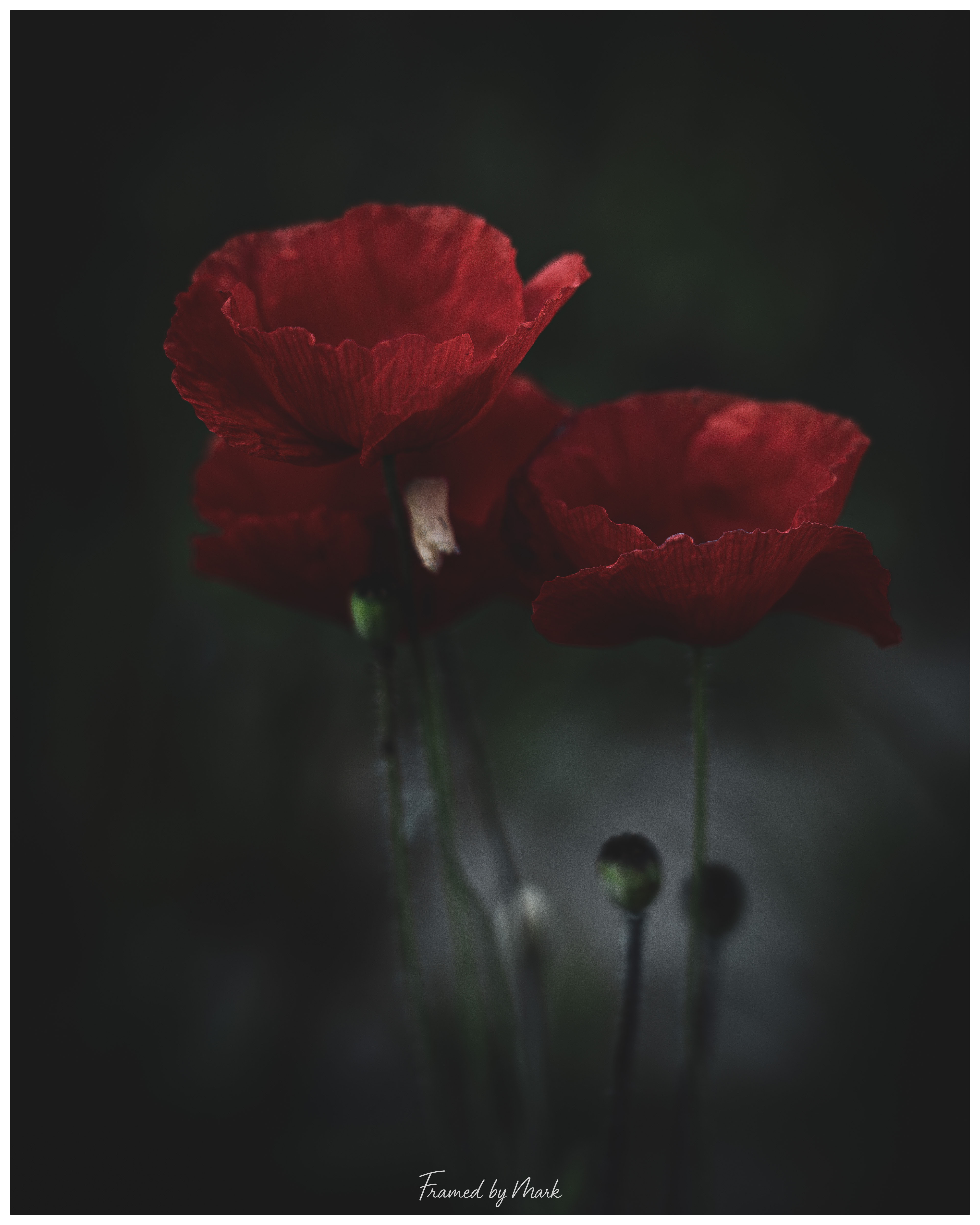 Poppy