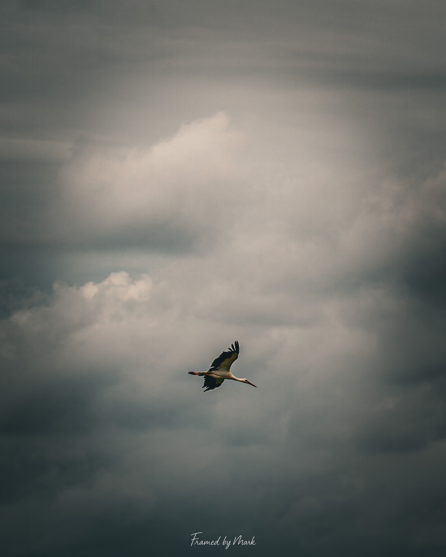 Stork